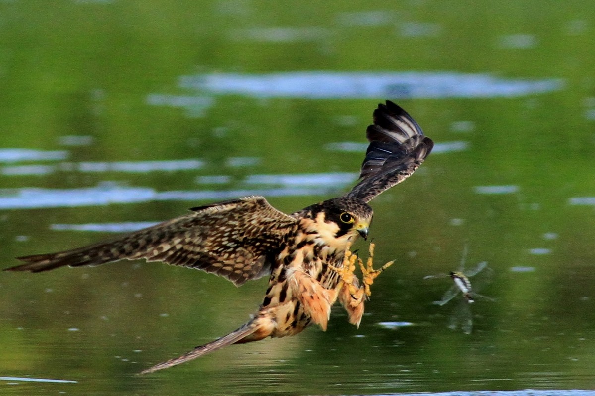 Finalmente il Lodolaio... e le Libellule
